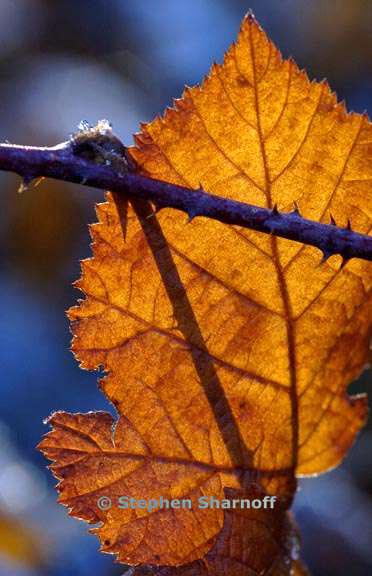 leaves backlit 1 graphic